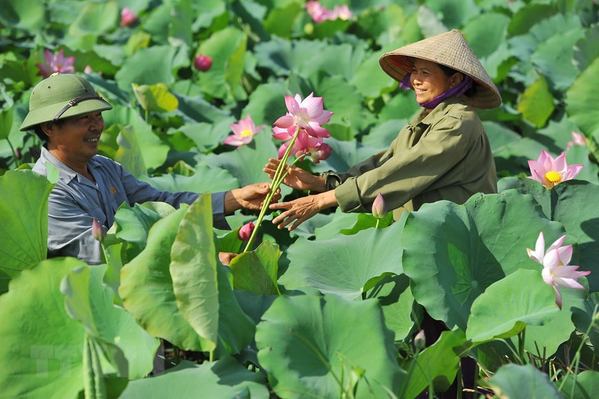 Niềm vui thu hoạch sen của anh Trần Văn Tuyến cùng vợ - chủ một đầm sen lớn tại tổ 11 phường Tân Bình, thành phố Tam Điệp. (Ảnh: Minh Đức/TTXVN)