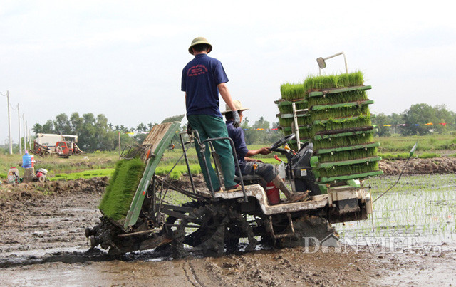  Cấy mạ khay bằng xe cơ giới ở huyện Củ Chi (TP.HCM)