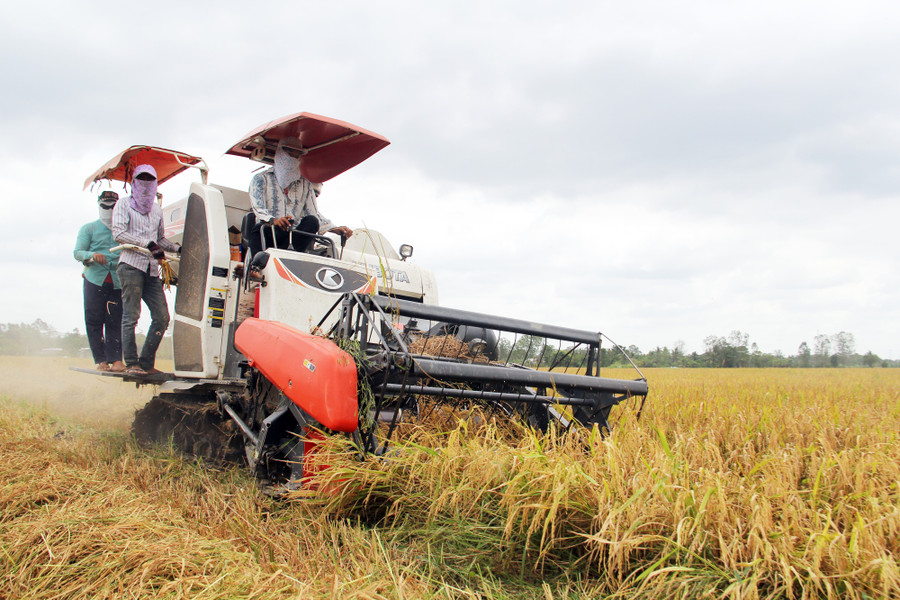 Nông dân sẽ tiếp tục được miễn thuế sử dụng đất nông nghiệp đến năm 2025. Trong ảnh: Thu hoạch lúa hè thu ở Cần Thơ. Ảnh: Huỳnh Xây.