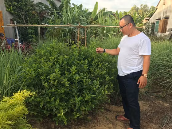  Cây sọ chó sau 1 năm có thể cao gần 1m. Ảnh: NGUYỄN TRANG