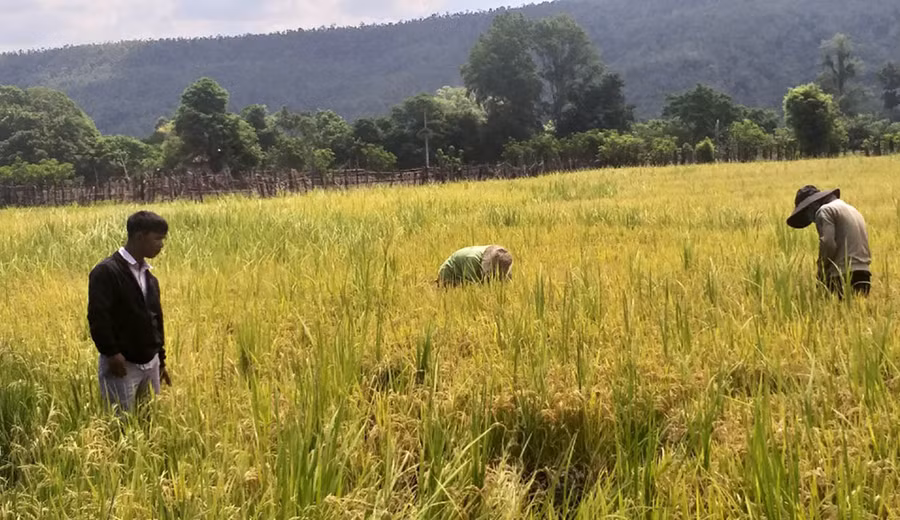  Người dân làng Vơng Chép (xã Ayun) sử dụng giống lúa mới Đài Thơm 8 để sản xuất vụ Đông Xuân 2019-2020. Ảnh: L.N