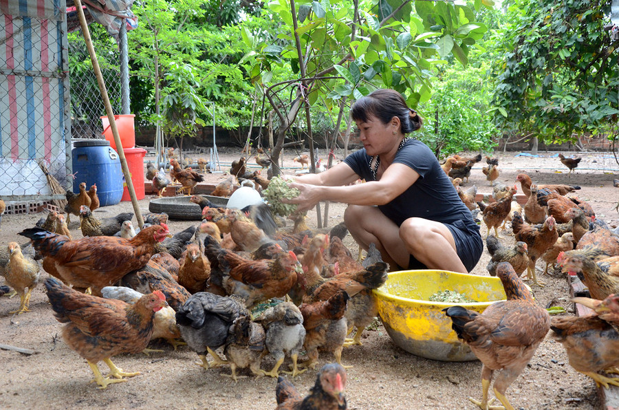 Gia đình chị Nguyễn Thị Quyết (tổ 1, phường Hòa Bình, thị xã Ayun Pa) nuôi gà thả vườn cho thu nhập khá. Ảnh: Đ.P Gia đình chị Nguyễn Thị Quyết (tổ 1, phường Hòa Bình, thị xã Ayun Pa) nuôi gà thả vườn cho thu nhập khá. Ảnh: Đ.P