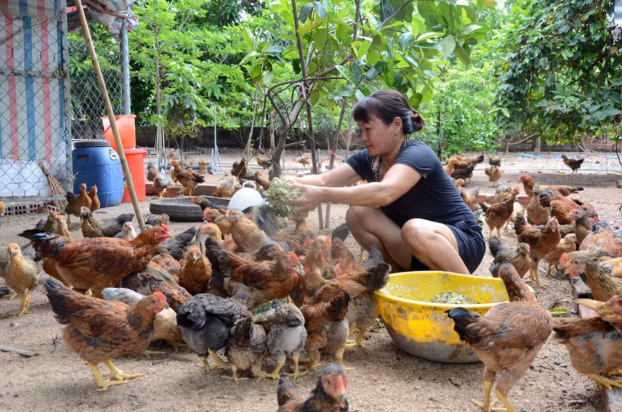  Gia đình chị Nguyễn Thị Quyết (tổ 1, phường Hòa Bình, thị xã Ayun Pa) nuôi gà thả vườn cho thu nhập khá. Ảnh: Đ.P