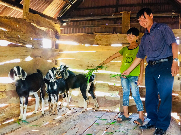 Em H’Hương là học sinh khó khăn được hỗ trợ đàn dê giống nhờ sự kết nối của Trường Tiểu học Hà Bầu. Ảnh: T.B