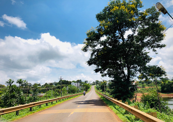 Hoa muồng đen nở rộ bên Tỉnh lộ 663 đoạn qua thôn Ia Mua (xã Bàu Cạn-huyện Chư Prông). Ảnh H.L