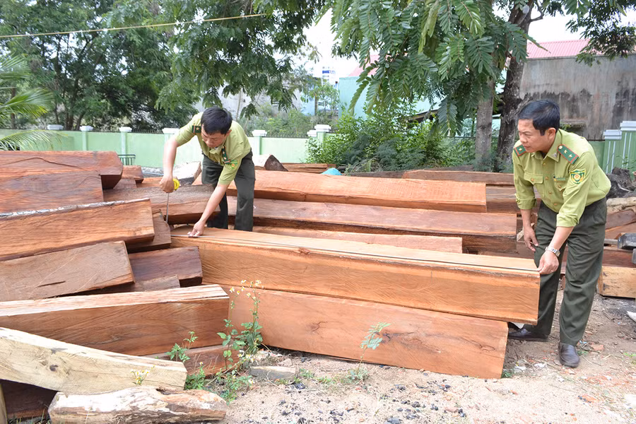  Lực lượng chức năng kiểm kê số lâm sản vừa bắt giữ. Ảnh: Lê Nam