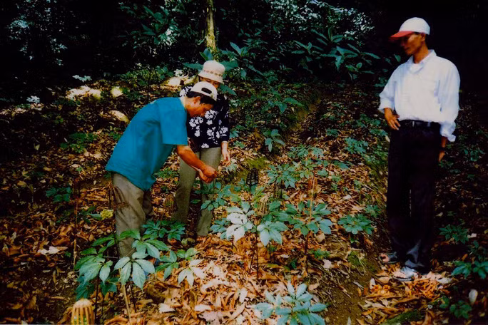 Một vườn ươm sâm giống ở Tu Mơ Rông