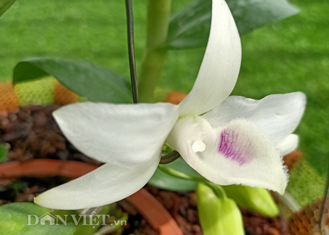 Mặt hoa lan đột biến 5 cánh trắng Phú Thọ của anh Hậu