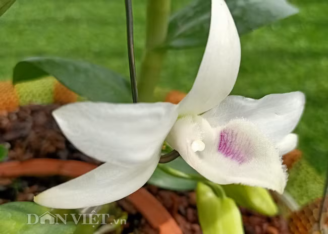 Mặt hoa lan đột biến 5 cánh trắng Phú Thọ của anh Hậu