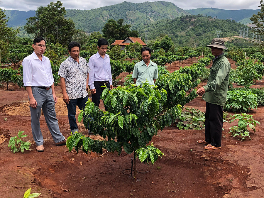 Ông Rơ Châm Hyur (làng Kép 1, xã Ia Mơ Nông) giới thiệu mô hình tưới tiết kiệm nước giúp cây cà phê phát triển tốt. Ảnh: L.N Ông Rơ Châm Hyur (làng Kép 1, xã Ia Mơ Nông) giới thiệu mô hình tưới tiết kiệm nước giúp cây cà phê phát triển tốt. Ảnh: L.N