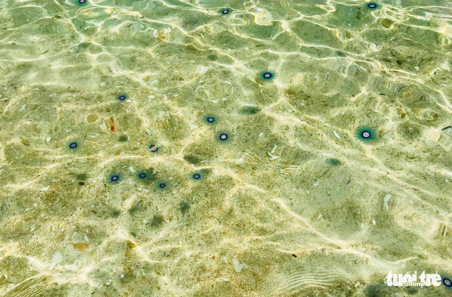 Sứa mặt trời thường xuất hiện vào khoảng cuối tháng 8 , vài ngày sau đó sẽ trôi theo dòng nước biến mất - Ảnh: DUYÊN PHAN