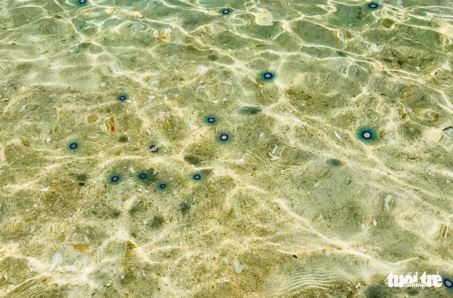 Sứa mặt trời thường xuất hiện vào khoảng cuối tháng 8 , vài ngày sau đó sẽ trôi theo dòng nước biến mất - Ảnh: DUYÊN PHAN