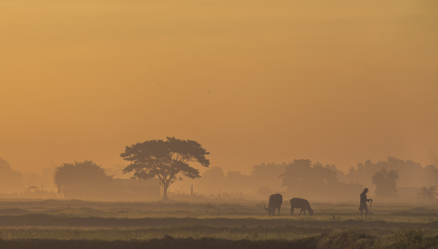 Người nông dân ra đồng buổi sớm mai ở Hóc Môn - Ảnh: Võ Hùng Mạnh