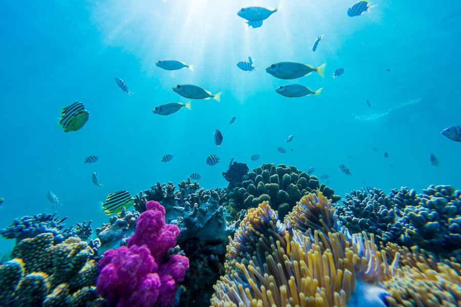 Vẻ đẹp rực rỡ của san hô Kỳ Co