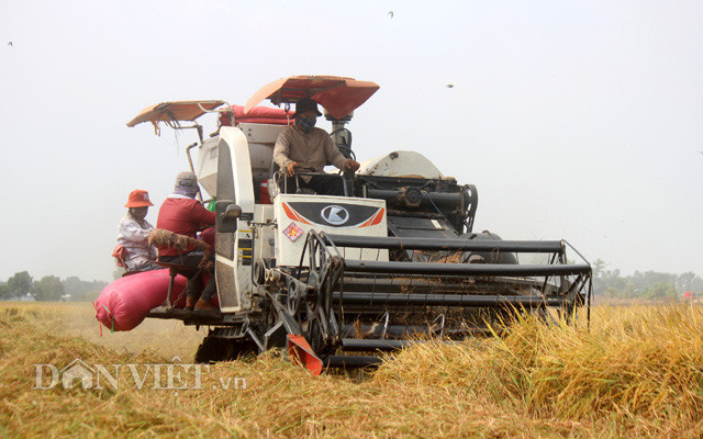 Thu hoạch lúa ở Tây Ninh