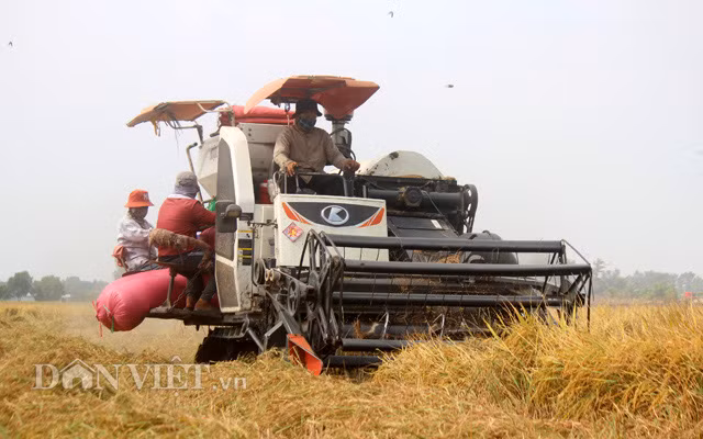 Thu hoạch lúa ở Tây Ninh