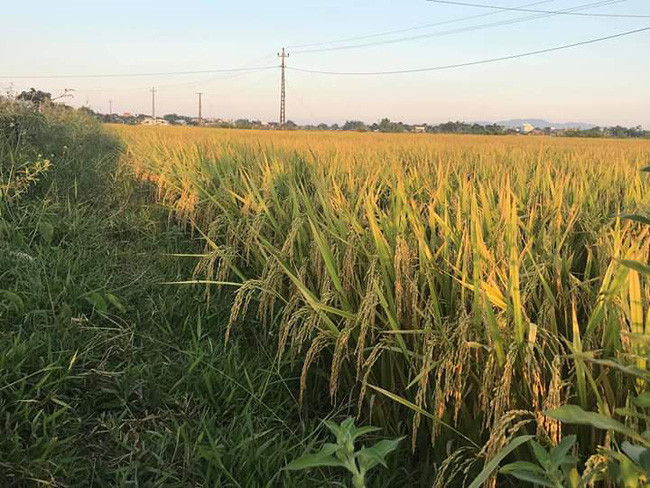 Lúa BC15 tại cánh đồng Phước Thọ 3, xã Ea phê, huyện Krông Pắk, Đắk Lắk.
