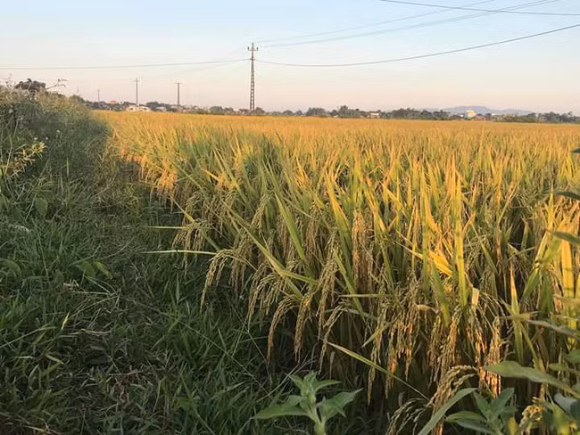Lúa BC15 tại cánh đồng Phước Thọ 3, xã Ea phê, huyện Krông Pắk, Đắk Lắk.