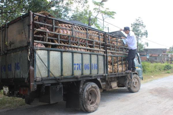  Lực lượng chức năng kiểm tra việc vận chuyển heo nhằm ngăn chặn dịch tả lợn Châu Phi. Ảnh: Vũ Thảo