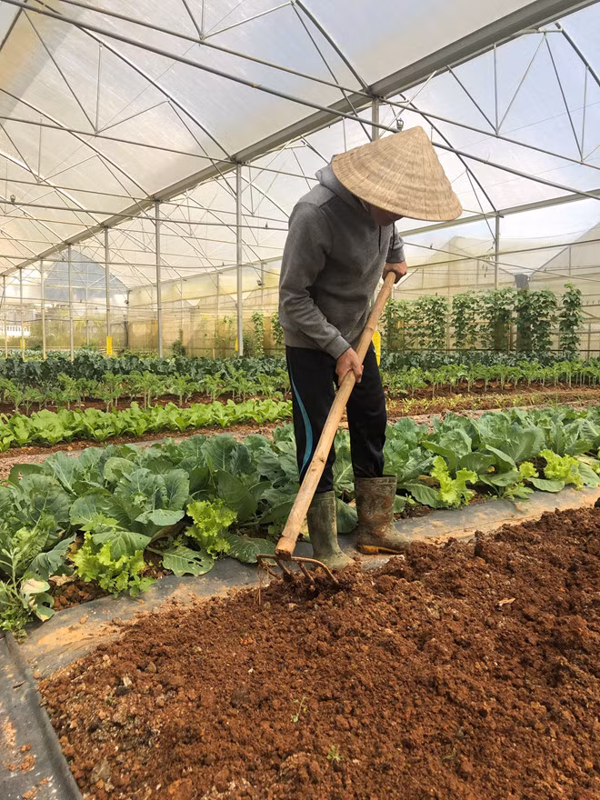 Giờ đây Thịnh đã là một chàng nông dân thực thụ và thỏa ước mơ trồng rau hữu cơ Ảnh: XUÂN TRƯỜNG