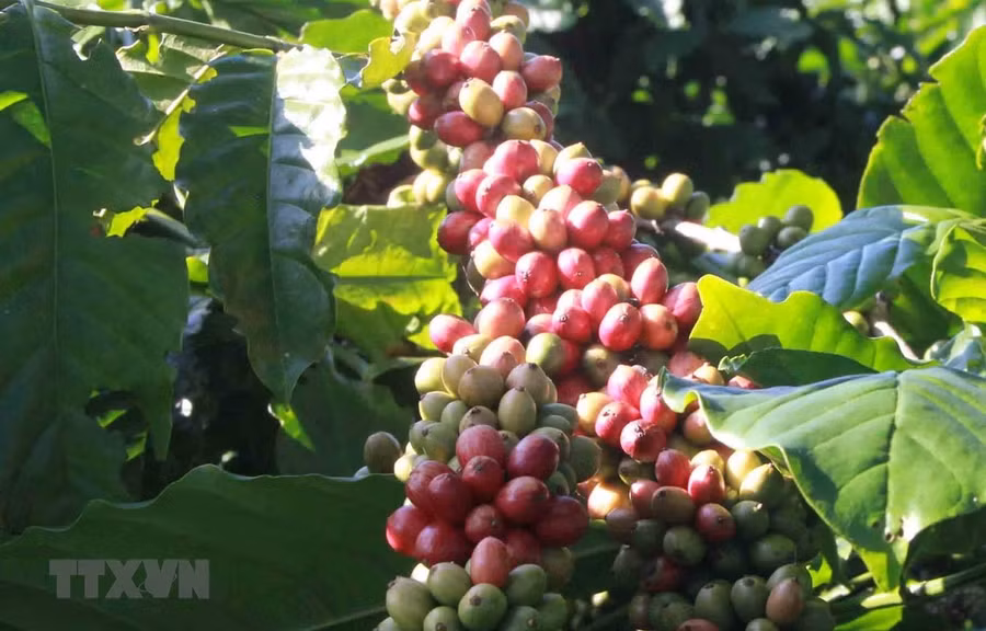 Càphê là mặt hàng xuất khẩu chủ lực sang thị trường EU, mỗi năm Việt Nam xuất khẩu đạt kim ngạch hàng tỷ USD. (Ảnh: TTXVN)