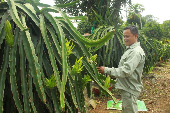 Nhờ hệ thống tưới nước 3 trong 1 mới này, cây thanh long ra trái mỗi năm 3 vụ. Ảnh: NGUYỄN TRANG Nhờ hệ thống tưới nước 3 trong 1 mới này, cây thanh long ra trái mỗi năm 3 vụ. Ảnh: NGUYỄN TRANG