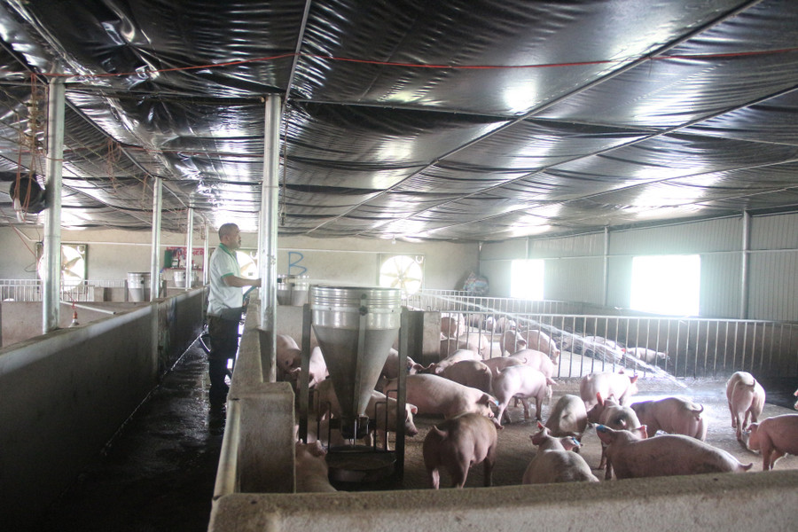 Sau lứa heo đầu tiên, anh Thành đã thu lãi hơn 1 tỷ đồng nhờ cách nuôi heo táo bạo giữa bão dịch tả lợn châu Phi.