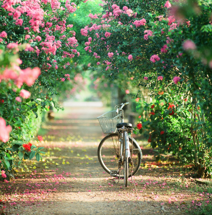 Hoa tường vi thuộc cây thân gỗ, hoa có cánh nhỏ li ti tạo thành từng chùm hoa nặng trĩu, rực rỡ. Ảnh: Võ Trọng Sơn