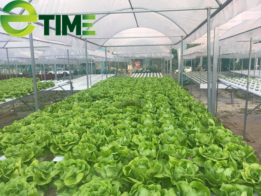 Hiện tại, vườn rau thủy canh của anh Bình trồng nhiều loại rau sạch như: cải bó xôi, xà lách roman, xà lách tím búp, rau muống… Ngoài ra, anh Bình còn đang trồng thử nghiệm thêm dâu tây của Nhật, và nho của Pháp.