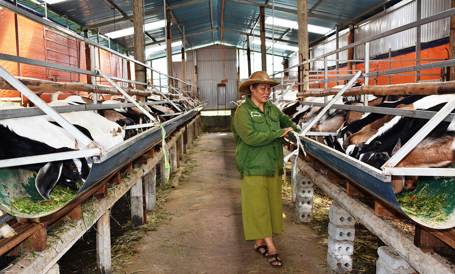 Bà Đoàn Thị Thọ (thôn Tân An, xã Ia Sao, huyện Ia Grai) chăm sóc đàn dê Boer lai. Ảnh: P.T Bà Đoàn Thị Thọ (thôn Tân An, xã Ia Sao, huyện Ia Grai) chăm sóc đàn dê Boer lai. Ảnh: P.T
