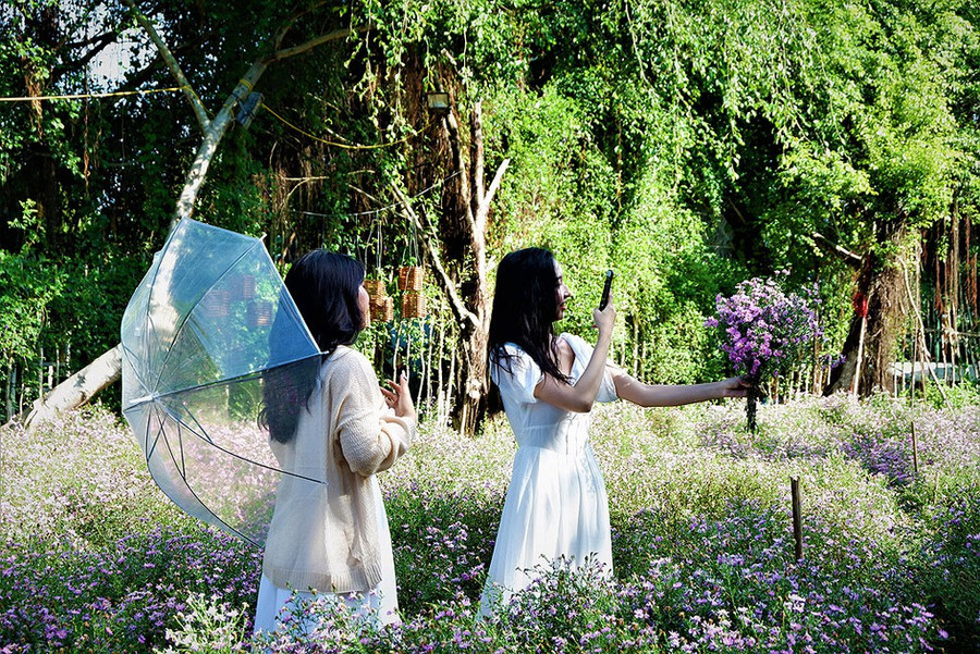 Những đóa thạch thảo tươi thắm được hái để gói thành từng bó nhỏ bán cho khách hàng có nhu cầu