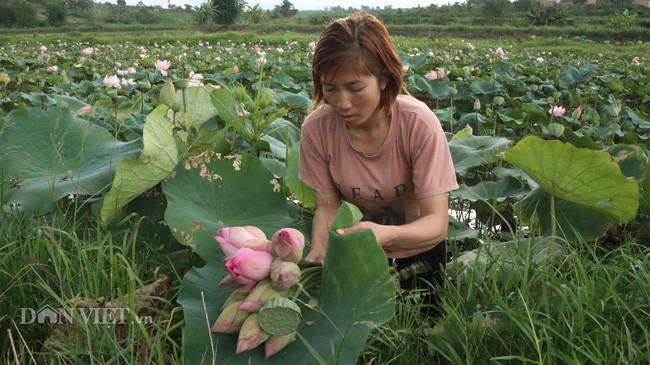 Chị Hồng cũng cho biết, với 1ha ao sen của gia đình, chị không cần chăm bón. Nhưng cứ từ tháng 4 đến tháng 10 chị sẽ có một phần thu nhập riêng. Mỗi bông hoa sen sẽ được bán 1.500 đồng, ngoài ra chị Hồng còn tách những hạt sen non ra bán với giá 40.000 đồng/kg. Tính ra, chị không cần bỏ vốn ra với diện tích sen trên, mỗi năm chị Hồng cũng nhẹ nhàng thu hơn 50 triệu đồng từ các sản phẩm của sen.