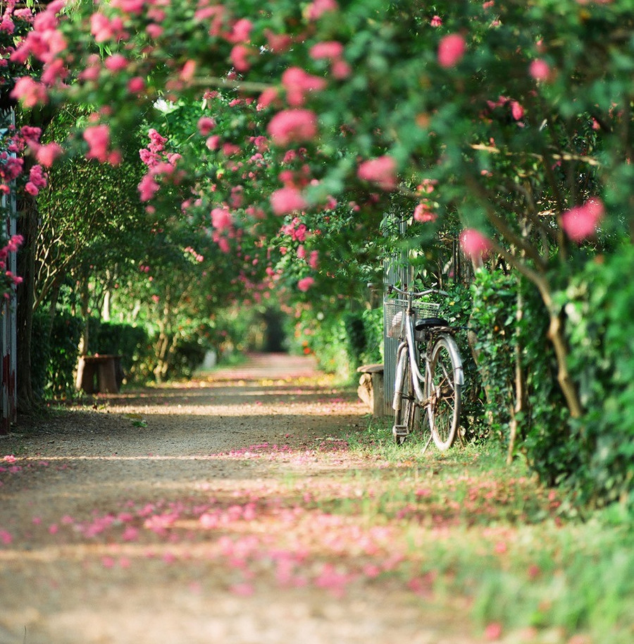 Tường vi còn được gọi bằng một cái tên rất Á đông – Tử Vi. Loài hoa có nguồn gốc từ vùng Đông Á. Sắc hồng hoa tường vi đặc trưng xen lẫn không gian xanh mát mang đến cho du khách nhiều trải nghiệm thú vị. Ảnh: Võ Trọng Sơn