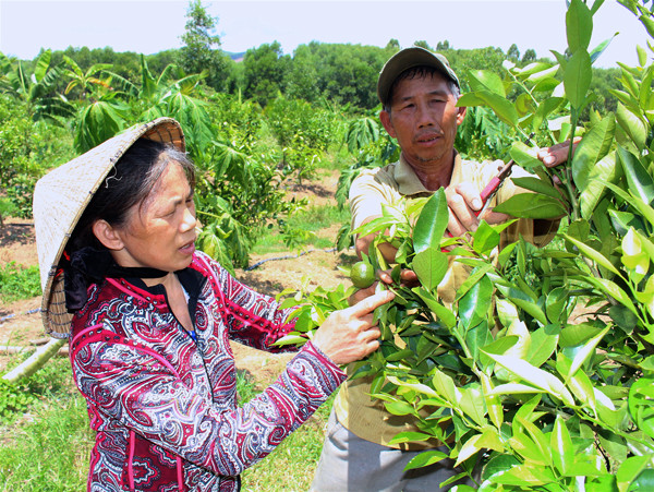Vợ chồng bà Lê Thị Anh (thôn An Điền Nam, xã Cửu An) chăm sóc vườn quýt đường của gia đình. Ảnh: M.T
