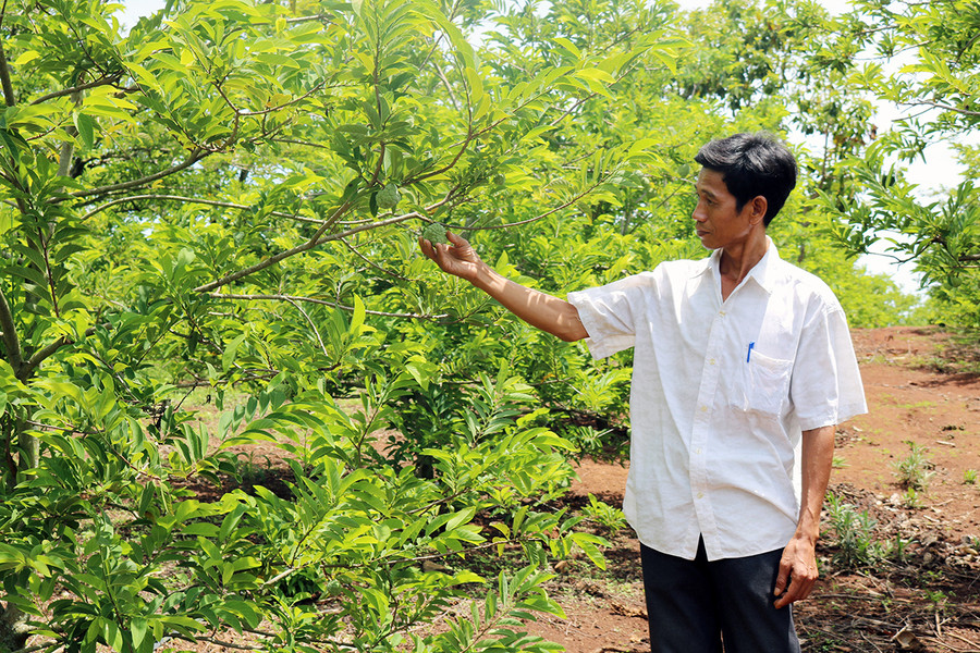 Vườn na dai của gia đình Ngô Văn Tiến-thôn An Định (xã Cư An) cho thu nhập mỗi năm hàng trăm triệu đồng. Ảnh: Ngọc Sang Vườn na dai của gia đình Ngô Văn Tiến-thôn An Định (xã Cư An) cho thu nhập mỗi năm hàng trăm triệu đồng. Ảnh: Ngọc Sang