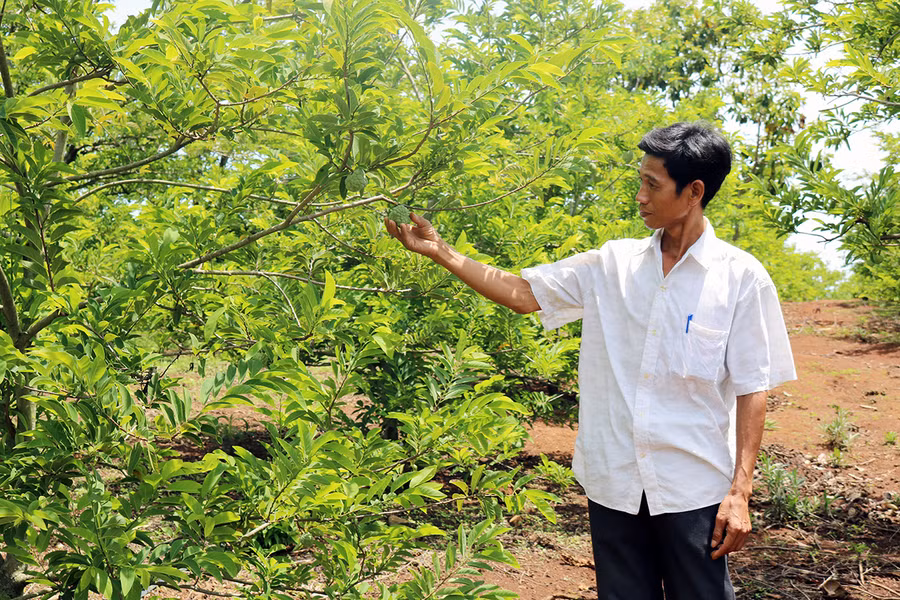 Vườn na dai của gia đình Ngô Văn Tiến-thôn An Định (xã Cư An) cho thu nhập mỗi năm hàng trăm triệu đồng. Ảnh: Ngọc Sang