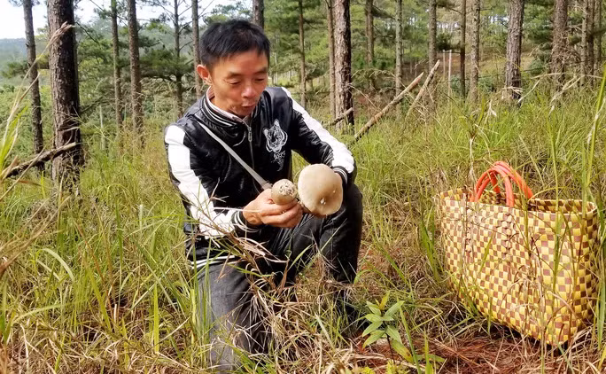 Niềm vui của anh Huân khi phát hiện ổ nấm công rất ngon vừa nhú lên.