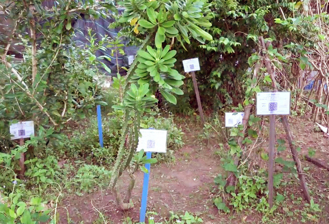  Vườn thuốc nam sử dụng mã QR code để tra cứu thông tin được xây dựng từ ý tưởng của sinh viên Thuận. Ảnh: M.A.