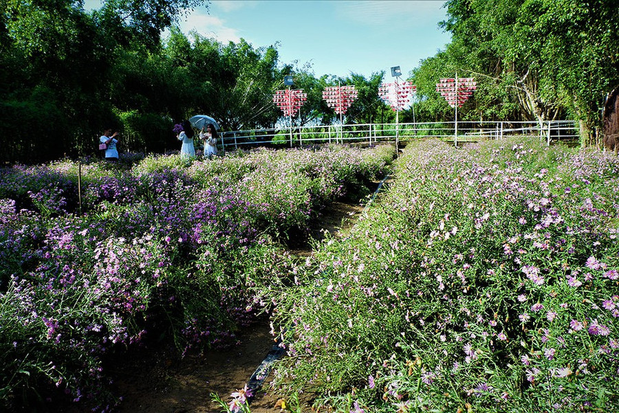 Giữa mỗi luống hoa chị Trang khéo léo tạo lối đi để du khách tiện tham quan và chụp ảnh