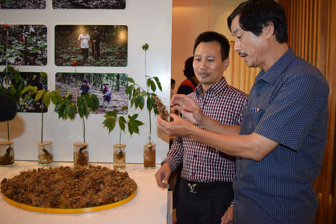 "Vua sâm" A Hình giới thiệu với du khách sản phẩm sâm Ngọc Linh do chính tay anh trồng