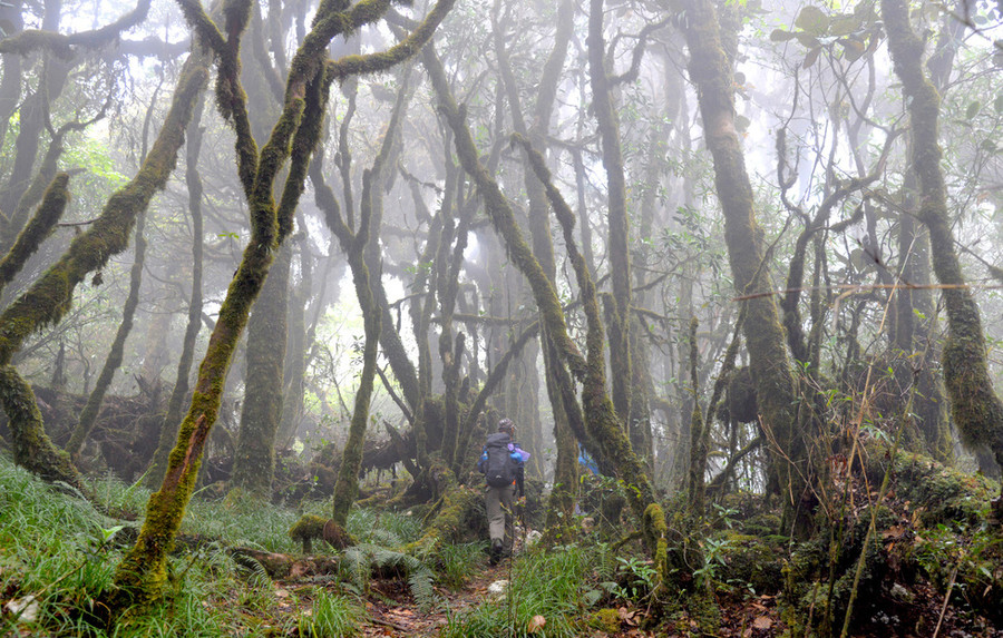 Tà Xùa Rêu xanh bám kín lấy thân cây tạo ra khu rừng kỳ dị - Ảnh: NGUYỄN VĂN DUY