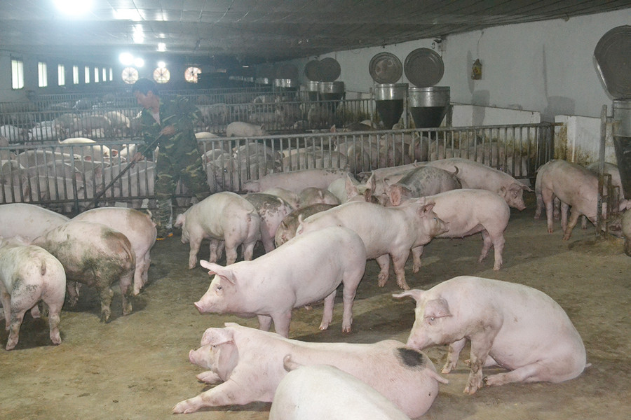 Nhờ ứng dụng công nghệ cao vào chăn nuôi heo và trồng chanh dây hữu cơ xuất khẩu theo chuỗi khép kín, gia đình anh Hoàng Thế Hùng (làng Blang 3, xã Ia Dêr, huyện Ia Grai) đã thu 1,5 tỷ đồng/năm. Ảnh: H.C Nhờ ứng dụng công nghệ cao vào chăn nuôi heo và trồng chanh dây hữu cơ xuất khẩu theo chuỗi khép kín, gia đình anh Hoàng Thế Hùng (làng Blang 3, xã Ia Dêr, huyện Ia Grai) đã thu 1,5 tỷ đồng/năm. Ảnh: H.C