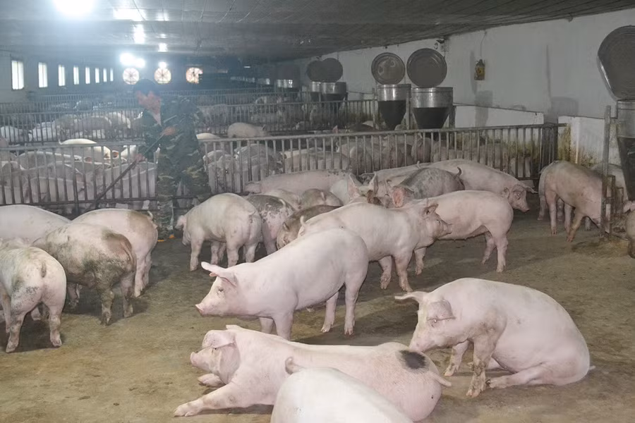  Nhờ ứng dụng công nghệ cao vào chăn nuôi heo và trồng chanh dây hữu cơ xuất khẩu theo chuỗi khép kín, gia đình anh Hoàng Thế Hùng (làng Blang 3, xã Ia Dêr, huyện Ia Grai) đã thu 1,5 tỷ đồng/năm. Ảnh: H.C