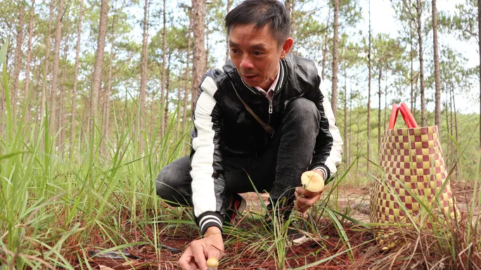 Nấm gan, một loại nấm rừng rất phổ biến trong những cánh rừng thông tại Đà Lạt.