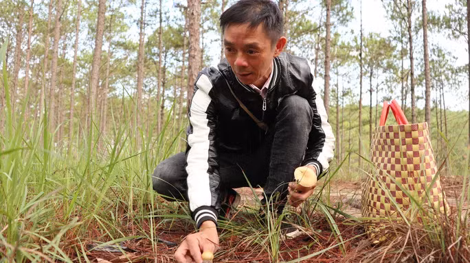 Nấm gan, một loại nấm rừng rất phổ biến trong những cánh rừng thông tại Đà Lạt.