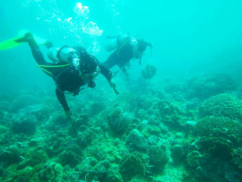 Rạn san hô đa dạng về chủng loại tại Khu Bảo tồn biển vịnh Nha Trang. (Ảnh do Ban Quản lý vịnh Nha Trang cung cấp)