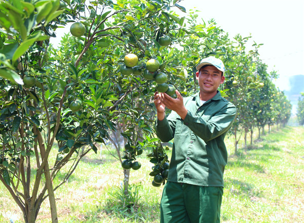Anh Nguyễn Trung Thành (xã Cửu An) phấn khởi bên vườn cam sành áp dụng sản xuất theo tiêu chuẩn VietGAP. Ảnh: M.T
