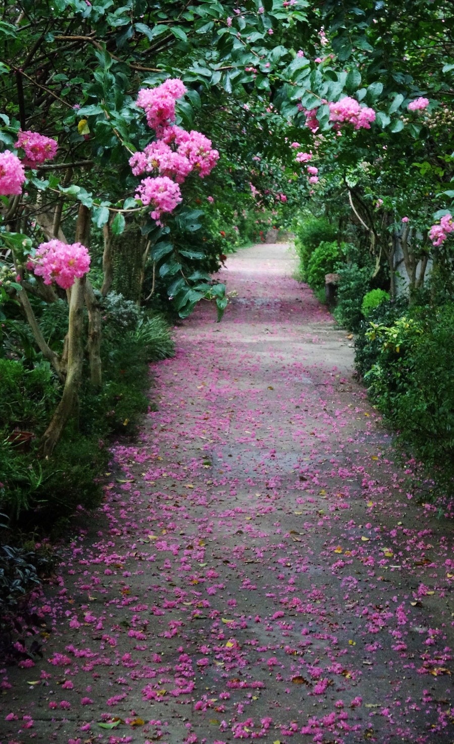 Hoa tường vi ở Hà Nội có thời gian nở kéo dài từ 2 - 3 tháng nếu được trồng thành quần thể. Ảnh: Trần Tường Vi