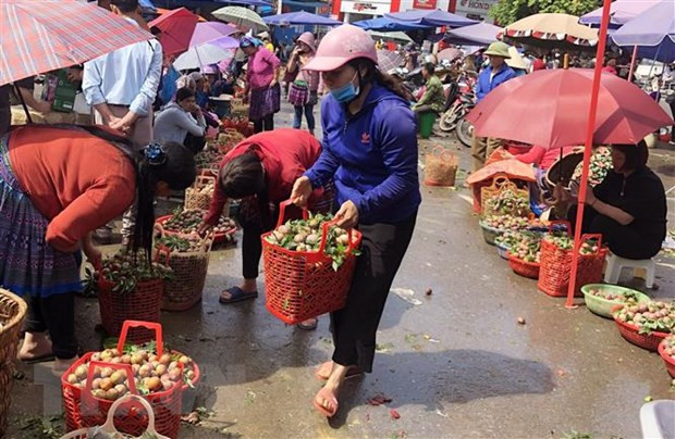 Du khách chọn mua mận Tam hoa tại chợ Trung tâm thị trấn Bắc Hà. (Ảnh: Quốc Khánh/TTXVN)