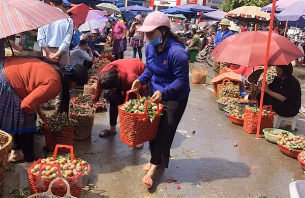 Du khách chọn mua mận Tam hoa tại chợ Trung tâm thị trấn Bắc Hà. (Ảnh: Quốc Khánh/TTXVN)